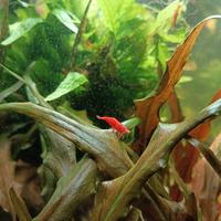 Neocatidine Red Fire da acquario