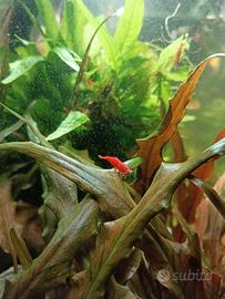 Neocatidine Red Fire da acquario