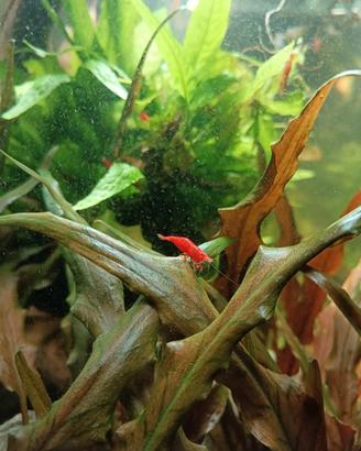 Neocatidine Red Fire da acquario