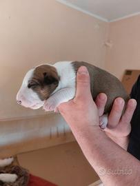 Cucciola di bull terrier bianca e rossa
