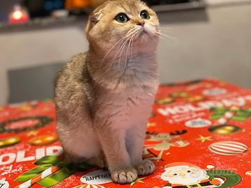 Scottish Fold