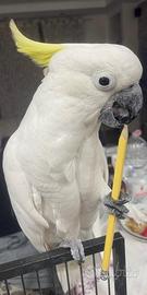 Cacatua Galerita