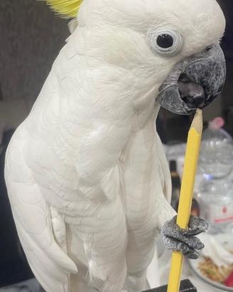 Cacatua Galerita