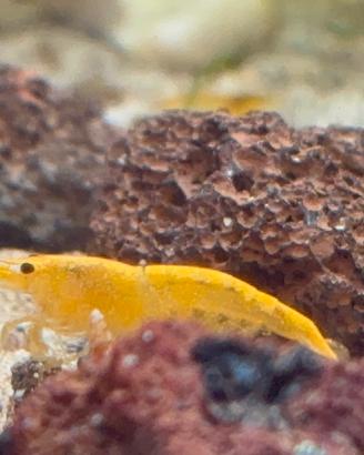Caridine gamberetti neocaridine