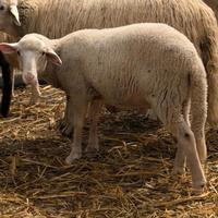 Agnello Lacaune