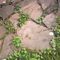 lastre di porfido 3/5 cm