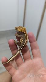 Geco ciliatus 