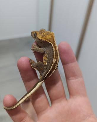 Geco ciliatus 