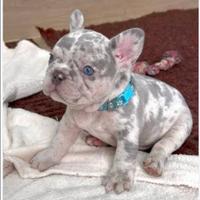 Bulldog francese lilac Merle esotico maschio
