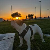Bouledogue français ENCI per monta