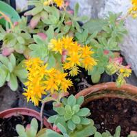 pianta grassa più aloe in omaggio