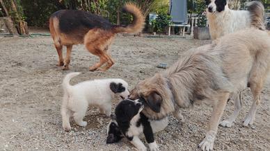 Cuccioli incrocio cane pirenei e pastore caucaso
