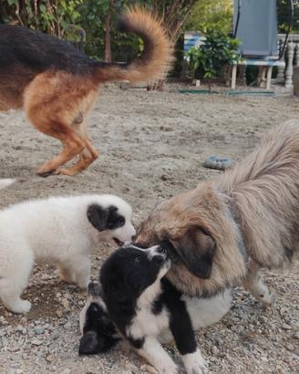 Cuccioli incrocio cane pirenei e pastore caucaso