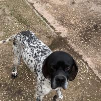 Cuccioli e cani di pointer e setter