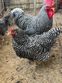 Galline