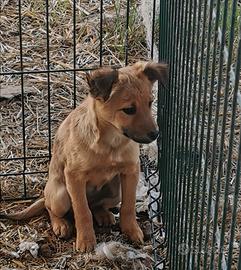 Cuccioli in adozione