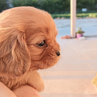 Cuccioli di cavalier king