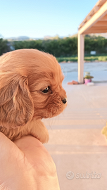 Cuccioli di cavalier king