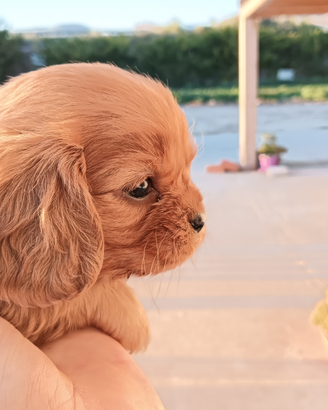 Cuccioli di cavalier king