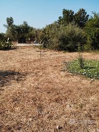 Terreno uso agricolo