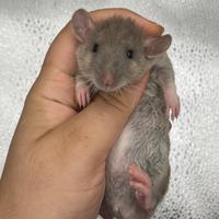 RATTI DOMESTICI da compagnia