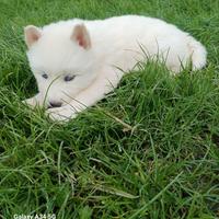 Cuccioli husky siberian