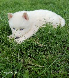 Cuccioli husky siberian