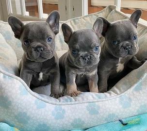 BULLDOG FRANCESE - BOULEDOGUE FRENCH cuccioli blu