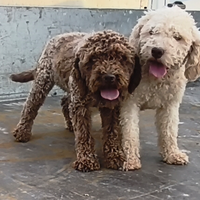 Lagotto Romagnolo