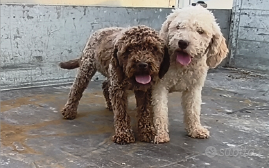 Lagotto Romagnolo