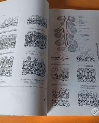 Dispensa univ. Anatomia/fisiolog. animali domestic