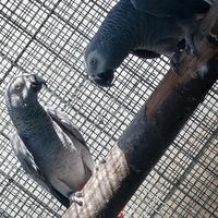 Coppia di pappagalli cenerini 2 anni