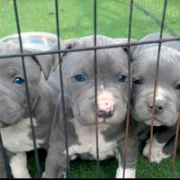 Amstaff blu occhi blu pedigree enci