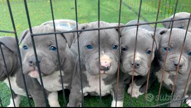 Amstaff blu occhi blu pedigree enci