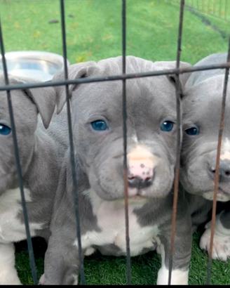 Amstaff blu occhi blu pedigree enci