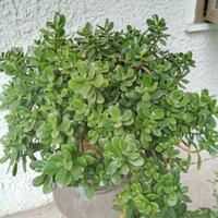 Pianta Crassula - Albero di Giada da 60cm