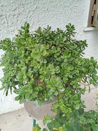 Pianta Crassula - Albero di Giada da 60cm