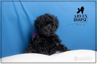 Cuccioli di Barboncino - Disponibili Subito