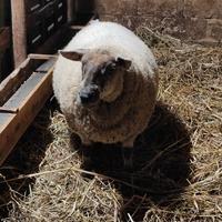 Pecore Suffolk Texel