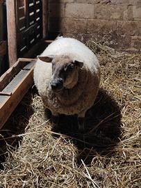 Pecore Suffolk Texel