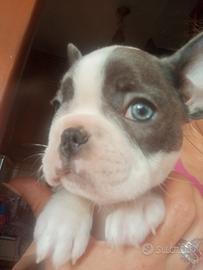 Bulldog Francese
