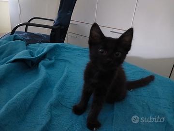 Gattino Misto Angora / Siamese nero