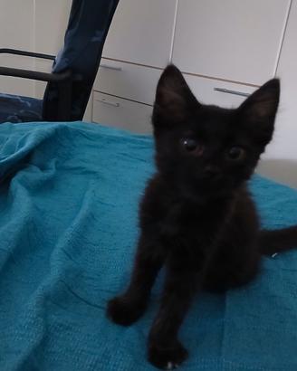 Gattino Misto Angora / Siamese nero