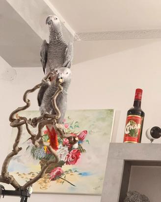 Pappagalli