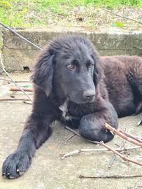 Bear cucciolo tg grande in adozione