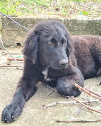 Bear cucciolo tg grande in adozione