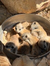 Suricata