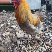 Giovane galletto olive egger