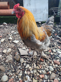 Giovane galletto olive egger