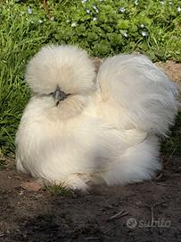 Pulcini Moroseta Silkie linea americana